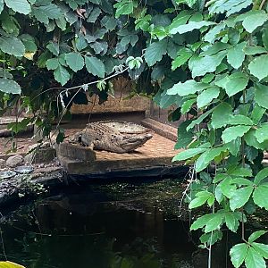 Realistic looking fake crocodilian 140923