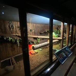 Enclosure for Green Iguana and Red-footed tortoise 140923