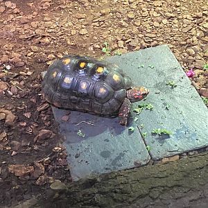 Red-footed tortoise 140923