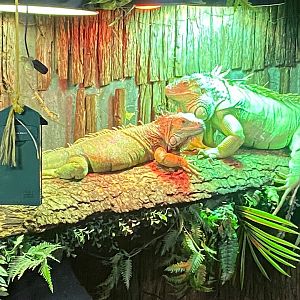 Common green iguanas 140923