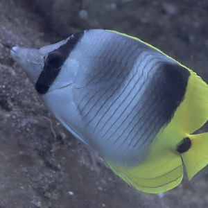 Double-saddle butterflyfish