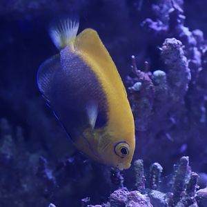Flameback angelfish