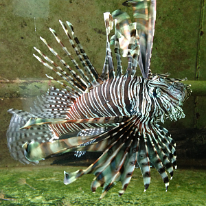 Lionfish - Neptune's Reefworld 2013