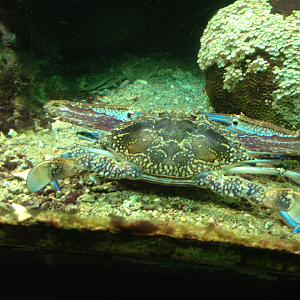 Blue Swimmer Crab - Neptune's Reefworld 2013