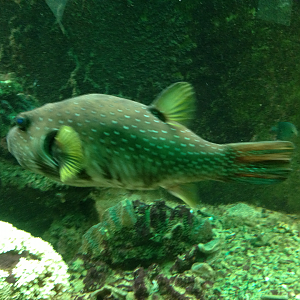 Stars-and-stripes Puffer - Neptune's Reefworld 2013
