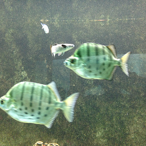 Striped Scats and Squaretail Mullet - Neptune's Reefworld 2013