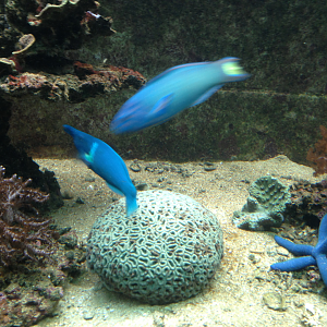Bird Wrasse and Moon Wrasse - Neptune's Reefworld 2013