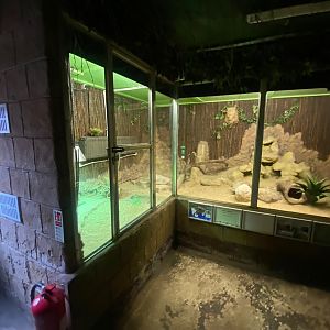 Rhinoceros iguana enclosure 140923