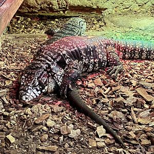 Argentine black and white tegu 140923