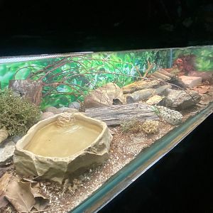 Western hognose snake exhibit 140923