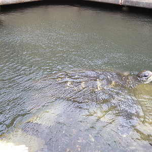 Green Sea Turtle - Neptune's Reefworld 2013