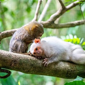 The silvery marmoset (Mico argentatus) and Pygmy marmoset (Cebuella pygmaea)