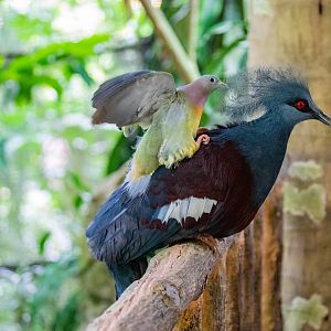 Pink-necked green pigeon (Treron vernans) and Western crowned pigeon (Goura cristata)