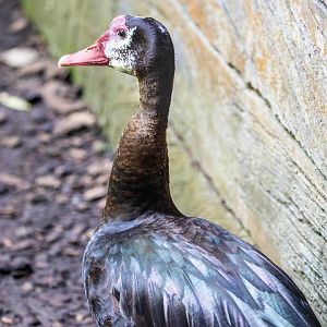 Spur-Winged Geese (Plectropterus gambensis)