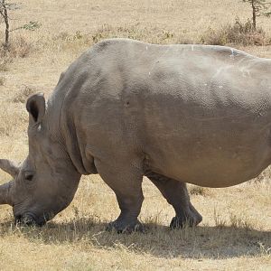 Northern White Rhinoceros - Najin