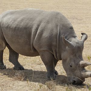Northern White Rhinoceros - Fatu
