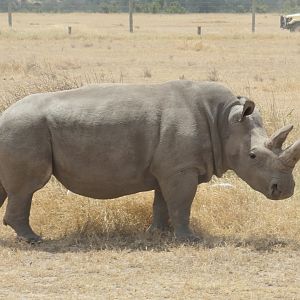 Northern White Rhinoceros - Fatu