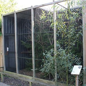 Enclosure Swinhoe striped squirrel