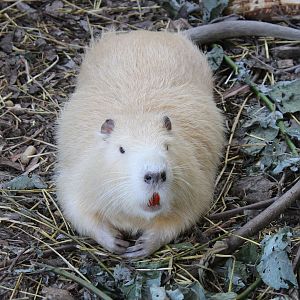 Nutria