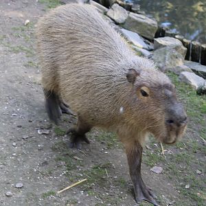 Capybara