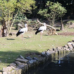 Capybara - Stork - Waterfowl enclosure