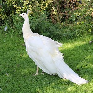 White peacock