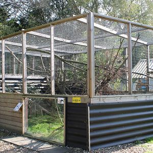 Enclosure Asian palm civet