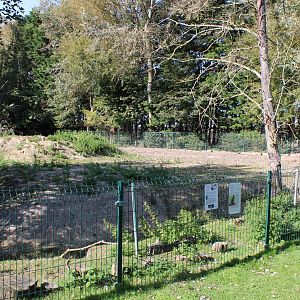 Enclosure Red-necked wallaby