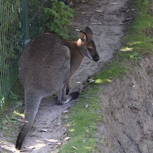 Red-necked wallaby