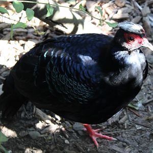 Vietnamese pheasant
