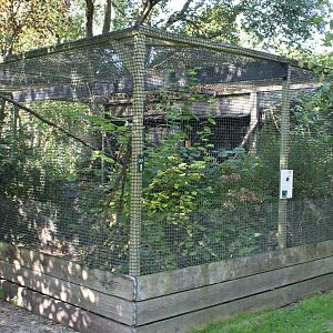 Aviary Vietnamese pheasant