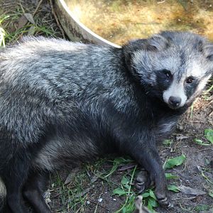 Raccoon dog