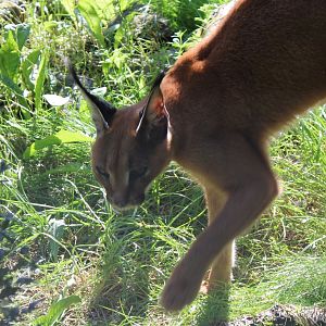 Caracal