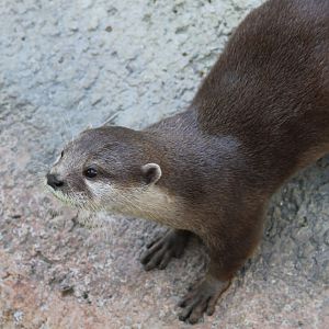 Asian small-clawed otter