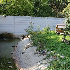 Enclosure Asian small-clawed otter