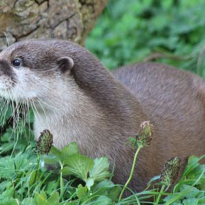 Asian small-clawed otter