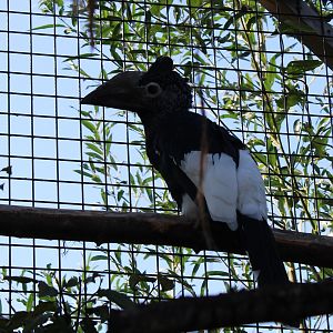 Grey-cheeked hornbill