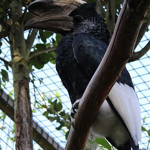 Grey-cheeked hornbill