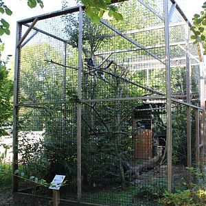 Aviary Grey-cheeked hornbill