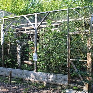 Aviary Von der Decken's hornbill