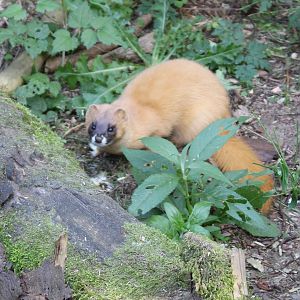 Siberian weasel
