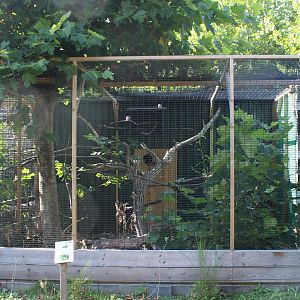 Aviary Laughing dove
