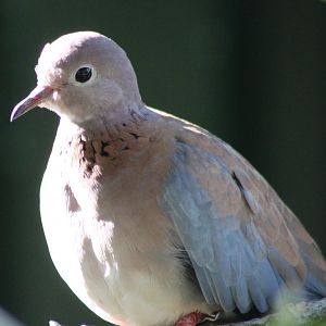 Laughing dove
