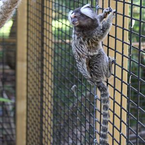 Common marmoset