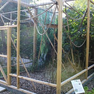 Enclosure Common marmoset
