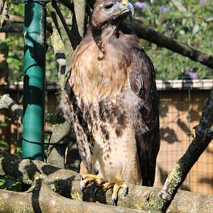 Red-tailed hawk