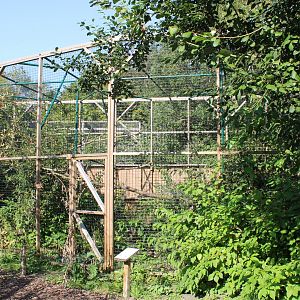 Aviary Red-tailed hawk