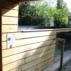 Enclosure Dwarf mongoose