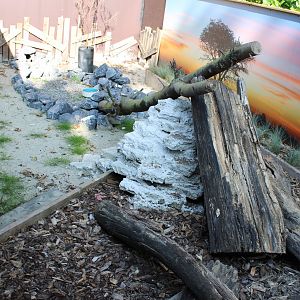 Enclosure Dwarf mongoose