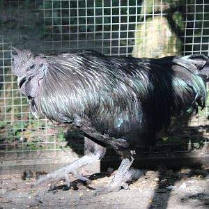 Ayam Cemani